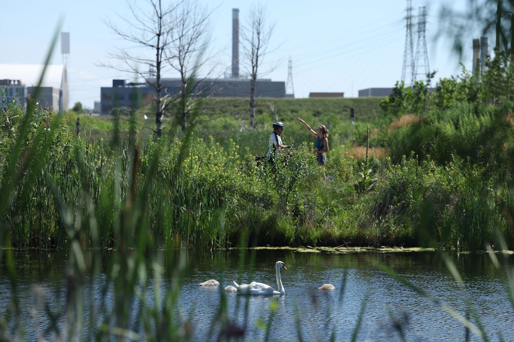 Port Lands wildlife